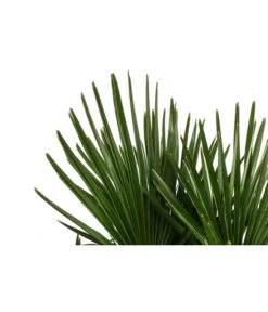 Hanfpalme, Multistamm -Ubbink Verkäufe 8607855 WE DE 001 HanfpalmeTrachycarpusFortuneiT36