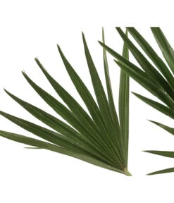 Zwergpalme 'Vulcano' -Ubbink Verkäufe 8607905 WE DE 002 ChamaeropsVulcanoT18