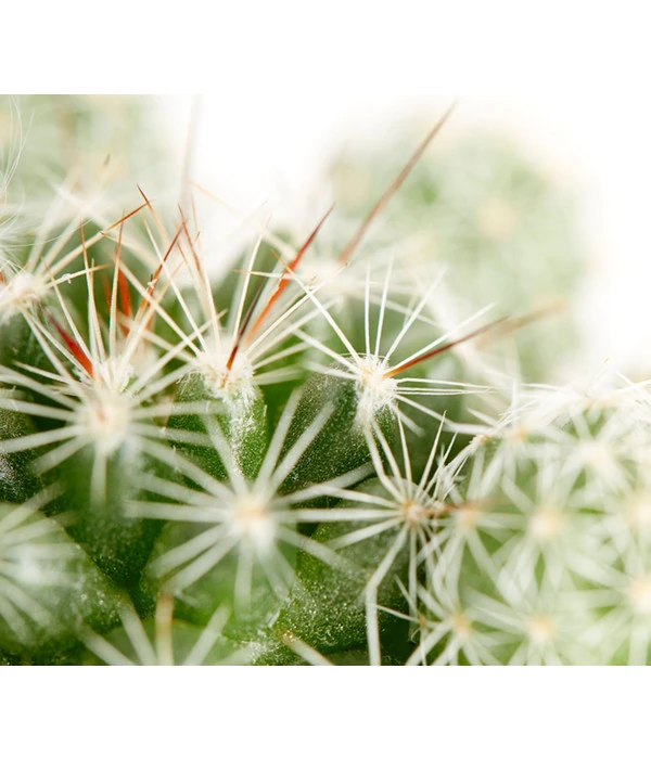 Warzenkaktus - Mammillaria Gracilis 4 Warzenkaktus - Mammillaria Gracilis – Bild 2
