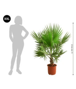 Bestseller -Ubbink Verkäufe 8608036 WE BG 001 XXL Faecherpalme140150cm