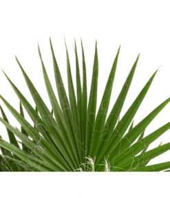 XXL Fächerpalme -Ubbink Verkäufe 8608036 WE DE 004 WashingtoniaRobustaT30MexikanischeFaecherpalme