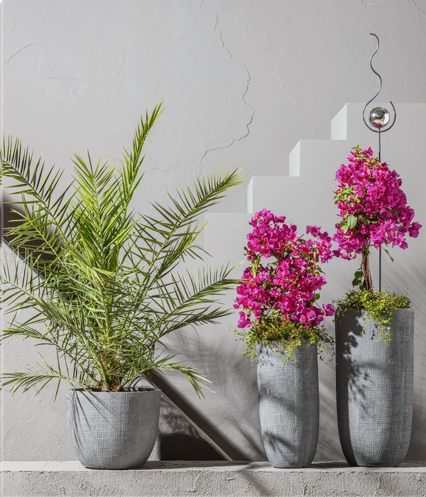 Drillingsblume, Pyramide/Spalier 4 Drillingsblume, Pyramide/Spalier – Bild 2