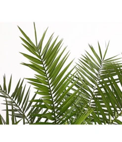 XXL Kanarische Dattelpalme, Ca. 140-160 Cm -Ubbink Verkäufe 8608721 PR DE 001 PhoenixCanariensisT28DehnerExpressHerzig