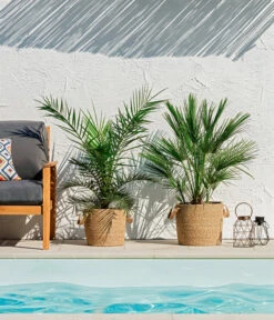 Bestseller -Ubbink Verkäufe 8608721 WE MO 002 ZwergpalmeChamaeropsHumilisKanarischeDattelpalmePhoenixCanariensisUweSauer