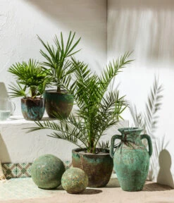 Zwergpalme 'Vulcano' -Ubbink Verkäufe 8608838 8607905 WE MO 001 Palmen