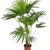 Chinesische Schirmpalme - Livistona Chinensis -Ubbink Verkäufe 8609224 WE FS 001 SchirmpalmeLivistonaChinensisT24