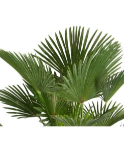 Ubbink Verkäufe -Ubbink Verkäufe 8609349 PR DE 001 WagnersHanfpalmeKleineHanfpalmeTrachyWagnerianus25