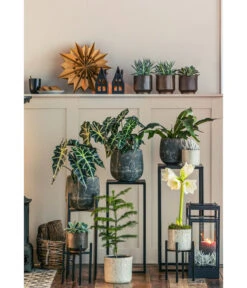 Pfeilblatt - Alocasia Amazonica 'Polly' 10 Pfeilblatt - Alocasia Amazonica 'Polly' -Ubbink Verkäufe 8611253 WE MO 001 ZimmertanneAraucariaAmberSuzeT13