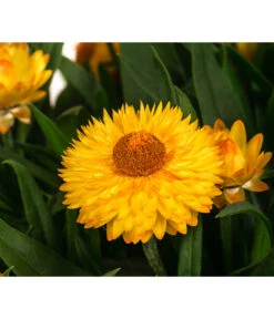 Ubbink Verkäufe -Ubbink Verkäufe 8611808 WE DE 001 BracteanthaUniT23Strohblume