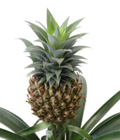 Ananaspflanze - Ananas Comosus, In Keramik 9 Ananaspflanze - Ananas Comosus, In Keramik -Ubbink Verkäufe 8627978 WE DE 001 AnanaspflanzeInKeramik