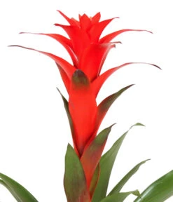 Guzmanie - Guzmania Calypso, In Keramik -Ubbink Verkäufe 8628018 WE DE 001 GuzmaniaCalypsoInKeramik