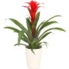 Guzmanie - Guzmania Calypso, In Keramik -Ubbink Verkäufe 8628018 WE FS 001 GuzmaniaCalypsoInKeramikT13