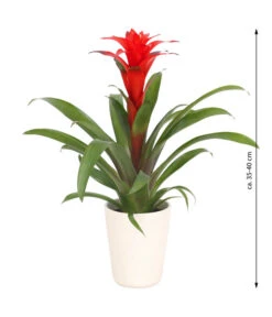 Guzmanie - Guzmania Calypso, In Keramik -Ubbink Verkäufe 8628018 WE FS 003 GuzmaniaCalypsoInKeramik