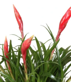 Bromelien-Set Sommerfrische, 4-teilig -Ubbink Verkäufe 8628059 WE DE 001 BromelienMix4erSet