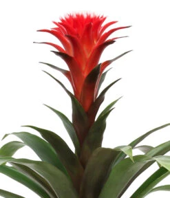 Bromelien-Set Sommerfrische, 4-teilig -Ubbink Verkäufe 8628059 WE DE 002 BromelienMix4erSet