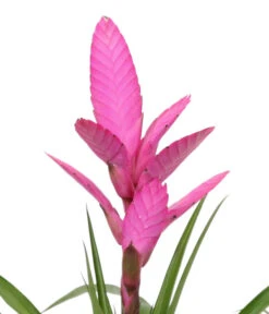 Bromelien-Set Sommerfrische, 4-teilig -Ubbink Verkäufe 8628059 WE DE 003 BromelienMix4erSet