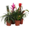 Bromelien-Set Sommerfrische, 4-teilig -Ubbink Verkäufe 8628059 WE FS 002 BromelienMix4erSet