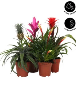 Ubbink Verkäufe -Ubbink Verkäufe 8628059 WE IG 002 BromelienMix4erSet