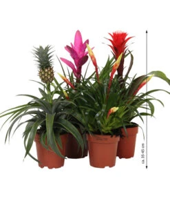 Bromelien-Set Sommerfrische, 4-teilig -Ubbink Verkäufe 8628059 WE IG 007 BromelienMix4erSet