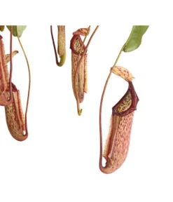 Kannenpflanze - Nepenthes Alata, Ampel Groß -Ubbink Verkäufe 8654162 WE DE 001 NepenthesAmpelGrossDehnerExpressHerzig