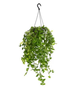 Dreimasterblume - Tradescantia Zebrina 'Yellow Hill', Ampel