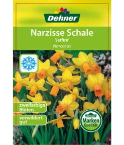 Narzisse 'Jetfire', Schale 8 Narzisse 'Jetfire', Schale -Ubbink Verkäufe 8662363 Narcissus Jetfire Schale 2016 1