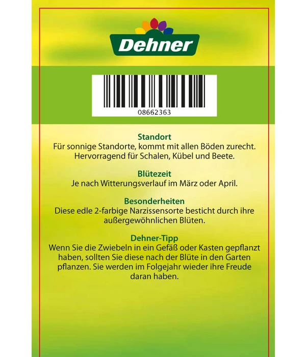 Narzisse 'Jetfire', Schale 6 Narzisse 'Jetfire', Schale – Bild 4