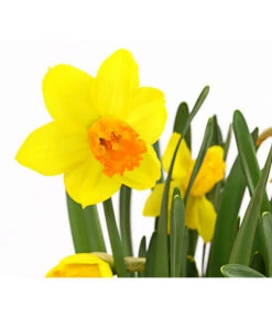 Narzisse 'Jetfire', Schale 7 Narzisse 'Jetfire', Schale -Ubbink Verkäufe 8662363 PR DE 001 NarzissenNarcissusJetFireSchaleT16DehnerExpressHerzig