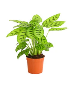 Korbmarante 'Leopardina'