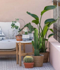 Kaktus-Wolfsmilch - Euphorbia Ingens -Ubbink Verkäufe 8673246 WE MO 001 KaktusWolfsmilchEuphorbiaIngens