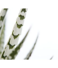 Haworthie - Haworthia Fasciata 'Alba' 5 Haworthie - Haworthia Fasciata 'Alba' -Ubbink Verkäufe 8679979 PR DE 001 TigeraloeHaworthiaFasciataT9DehnerExpressZS