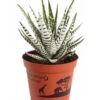Haworthie - Haworthia Fasciata 'Alba' -Ubbink Verkäufe 8679979 PR FS 001 TigeraloeHaworthiaFasciataT9DehnerExpressZS