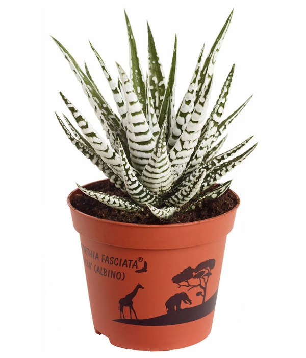 Haworthie - Haworthia Fasciata 'Alba' 3 Haworthie - Haworthia Fasciata 'Alba'