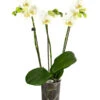 Schmetterlingsorchidee - Phalaenopsis 'Little Kolibri' -Ubbink Verkäufe 8684995 PR FS 001 PhalaenopsisLittleKolibri3TrieberWeissT9DehnerExpressHerzig