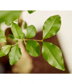 Bonsai Mit Buddha, Verschiedene Sorten -Ubbink Verkäufe 8686644 PR DE 001 BonsaiMixMitSchaleUndBuddha15erSchaleDehnerExpressZS