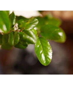 Bonsai Mit Buddha, Verschiedene Sorten -Ubbink Verkäufe 8686644 PR DE 002 BonsaiMixMitSchaleUndBuddha15erSchaleDehnerExpressZS