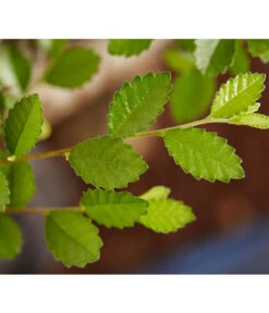 Bonsai Mit Buddha, Verschiedene Sorten -Ubbink Verkäufe 8686644 PR DE 003 BonsaiMixMitSchaleUndBuddha15erSchaleDehnerExpressZS