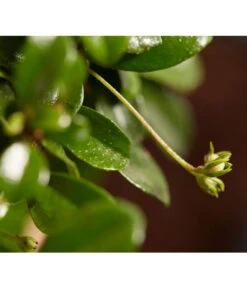 Bonsai Mit Buddha, Verschiedene Sorten -Ubbink Verkäufe 8686644 PR DE 004 BonsaiMixMitSchaleUndBuddha15erSchaleDehnerExpressZS