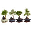 Bonsai Mit Buddha, Verschiedene Sorten 2 Bonsai Mit Buddha, Verschiedene Sorten -Ubbink Verkäufe 8686644 PR FS 001 BonsaiMix