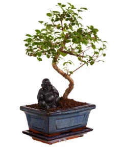 Bonsai Mit Buddha, Verschiedene Sorten -Ubbink Verkäufe 8686644 PR FS 002 BonsaiMixMitSchaleUndBuddha15erSchaleDehnerExpressZS