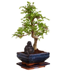 Bonsai Mit Buddha, Verschiedene Sorten -Ubbink Verkäufe 8686644 PR FS 003 BonsaiMixMitSchaleUndBuddha15erSchaleDehnerExpressZS