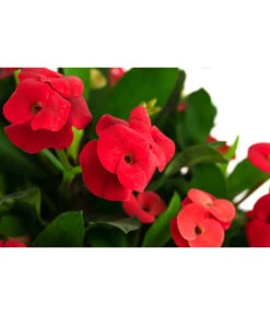 Ubbink Verkäufe -Ubbink Verkäufe 8696361 WE DE 001 EuphorbiaMiliiBuschRotChristusdornDehnerExpressHerzig