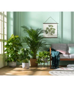 Efeutute - Epipremnum Aureum Am Moosstab 8 Efeutute - Epipremnum Aureum Am Moosstab -Ubbink Verkäufe 8704702 WE MO 001 DypsisLutescens