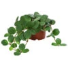 Peperomie - Peperomia Pecunifolia -Ubbink Verkäufe 8712556 WE FS 001 PeperomiaPecunifolia Peperomie