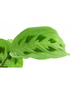 Marante - Maranta Leuconeura Kerchoveana -Ubbink Verkäufe 8713315 PR DE 001 MarantaLeuconeuraKerchoveanaT12DehnerExpressHerzig