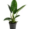 Baumfreund - Philodendron 'Imperial Green' -Ubbink Verkäufe 8718322 WE FS 001 PhilodendronImperialGreenT17