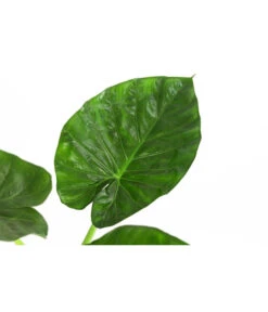 Pfeilblatt - Alocasia Macrorrhiza -Ubbink Verkäufe 8720013 WE DE 001 AlocasiaMacrorhizzaElefantenohrDehner