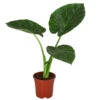 Pfeilblatt - Alocasia Macrorrhiza -Ubbink Verkäufe 8720013 WE FS 001 AlocasiaMacrorhizzaElefantenohrDehner