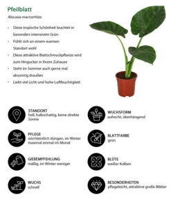 Ubbink Verkäufe -Ubbink Verkäufe 8720013 WE IG 001 Pfeilblatt