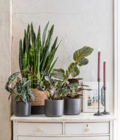 Pfeilblatt - Alocasia Amazonica 'Polly' 12 Pfeilblatt - Alocasia Amazonica 'Polly' -Ubbink Verkäufe 8721680 WE MO 001 SansevieriaBlackCoralT17